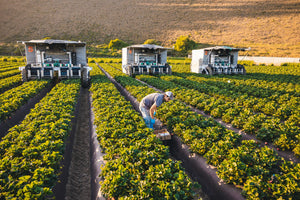 It’s a misty morning near Salinas, California and the advanced.farm TX harvester—a lightweight, driverless tractor covered in canvas—is picking strawberrie