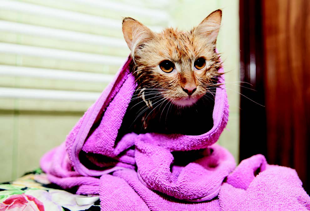 The post Are You Winning the War on Fleas? by Arden Moore appeared first on Catster