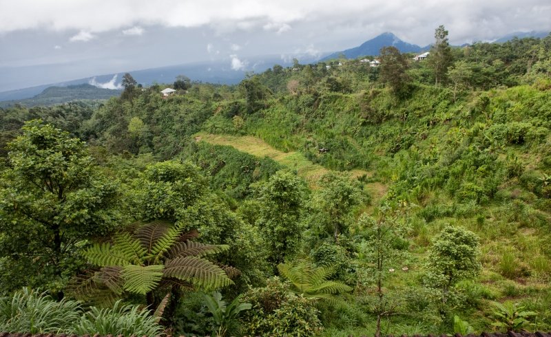 With Loss of Forests, Bali Villages Find Themselves Vulnerable to Disaster